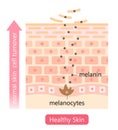 healthy skin cell turnover illustration. shedding dead skin cells and replacing them with younger cells. Beauty skin care concept