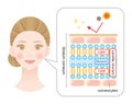 Healthy skin diagram with woman face. structure of stratum corneum and lamellar structure, which play the protective role for skin