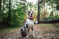 Healthy slender dog Dalmatian sitting in forest clearing Royalty Free Stock Photo