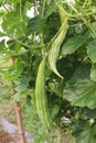 Healthy Snake Gourd on tree in farm