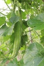 Healthy Snake Gourd on tree in farm