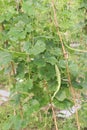 Healthy Snake Gourd on tree in farm