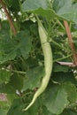 Healthy Snake Gourd on tree in farm