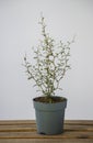 Green little leaves, potted sophora prostrata