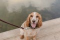 Healthy spaniel dog on a leash. The dog stuck out its tongue Royalty Free Stock Photo