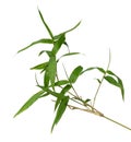 Specimen of Japanese bamboo on white