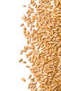 Healthy spelt grains