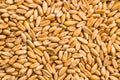 Healthy spelt grains