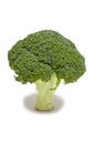 Broccoli floret Royalty Free Stock Photo