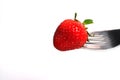 Healthy Strawberry impale with stanley fork on white isolated background Royalty Free Stock Photo