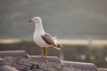 Healthy and strong seagull hovering on the roof