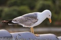 Healthy and strong seagull hovering on the roof