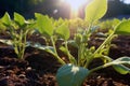 Healthy Sunflower Shoots In The Field, Testament To New Beginnings. Generative AI Royalty Free Stock Photo