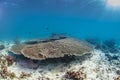 Healthy table coral