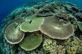 Healthy Table Corals in Indonesia Royalty Free Stock Photo