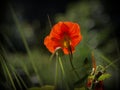 Healthy and taste great Tropaeolum