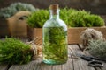 Healthy tincture of moss, lichen and juniper. Herbal medicine