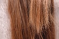 Healthy tips of women dark thick natural hair close up. Post treatment concept