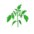Healthy tomato plant branch or green leavf isolated on white. realistic illustration. vegetable plant icon for gardening or Royalty Free Stock Photo