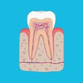Healthy tooth diagram, Tooth cross section and anatomy of healthy gum. Medical dental poster illustration in flat design