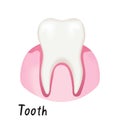 Healthy Tooth in Gum, Human Anatomy Vector Illustration Royalty Free Stock Photo