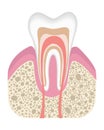 Healthy tooth is not infected with caries. Stage before of caries development. Tooth structure in flat style. Tooth with