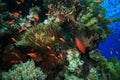 Healthy Tropical Coral Reef