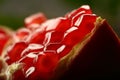 Fresh nutritious pomegranate seeds. Royalty Free Stock Photo