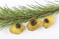 Healthy vegan snack - natural jelly marmalade with pine cone inside on white background.The concept of proper nutrition and