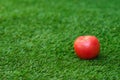 Healthy vegetable food theme: red ripe tomato lying on green grass