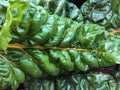 Healthy Vegetable Greens Freshly Picked Background