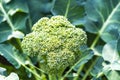 Healthy vegetables growing in garden, young green broccoli cabbage Royalty Free Stock Photo