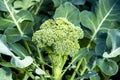 Healthy vegetables growing in garden, young green broccoli cabbage Royalty Free Stock Photo