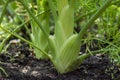 Healthy vegetables growing in garden, young green bulb of fennel plant