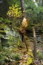 Healthy vegetation on rocks of Ritchie Ledges in northern Ohio