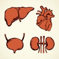 Bladder. Vector drawing