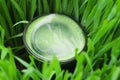 Healthy way of life. Energy from nature. Ecological wheat-grass juice. Royalty Free Stock Photo