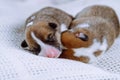 Healthy, well-developed newly born Welsh Corgi puppies sleep cuddled up to each other on snow-white couch at home. Royalty Free Stock Photo