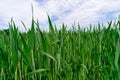 A healthy wheat crop growing in spring