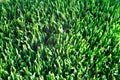 Healthy wheat grass Royalty Free Stock Photo