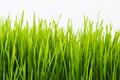 Healthy Wheatgrass Royalty Free Stock Photo