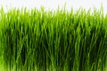 Healthy Wheatgrass Royalty Free Stock Photo