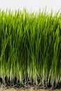 Healthy Wheatgrass Royalty Free Stock Photo