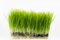 Healthy Wheatgrass Royalty Free Stock Photo