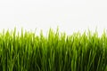 Healthy Wheatgrass Royalty Free Stock Photo