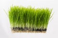 Healthy Wheatgrass Royalty Free Stock Photo