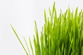 Healthy Wheatgrass Royalty Free Stock Photo