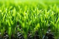 Healthy Wheatgrass Sprouts Thriving In The Open Field Environment. Earth Day. Generative AI Royalty Free Stock Photo
