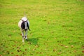 healthy white and black goat Walking on the grass on an outdoor farm. Royalty Free Stock Photo