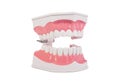 Healthy white human teeth anatomical model. Dentistry.